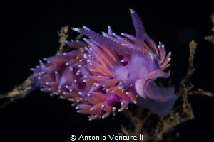 Violet Aeloid (Flabellina affinis)_June 2024
(Canon 100,... by Antonio Venturelli 
